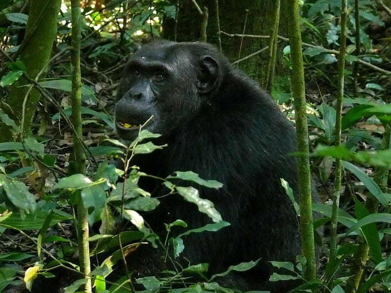 Jane Goodall observing chimpanzees