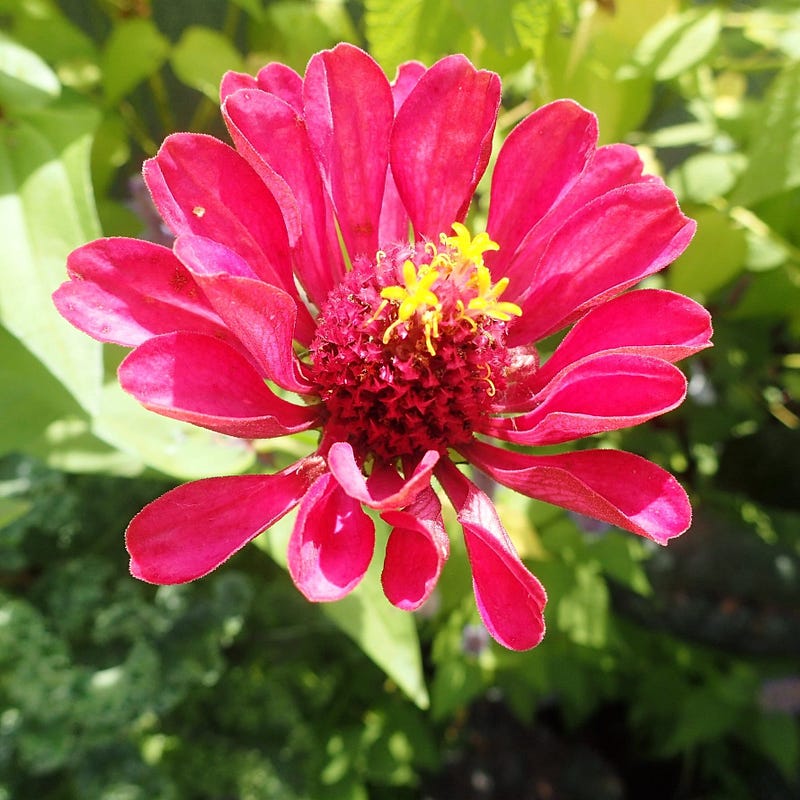 A vibrant summer scene filled with flowers and sunshine