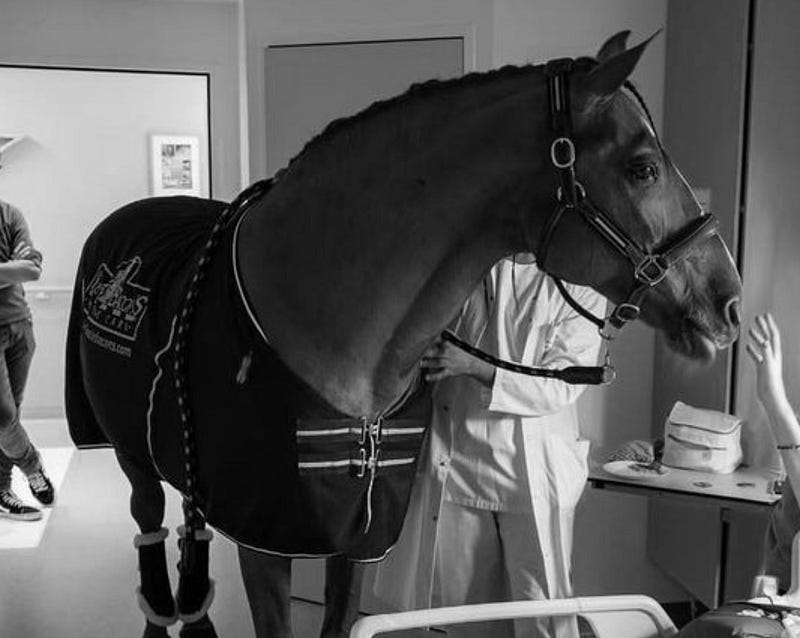 Peyo the therapy horse visiting patients