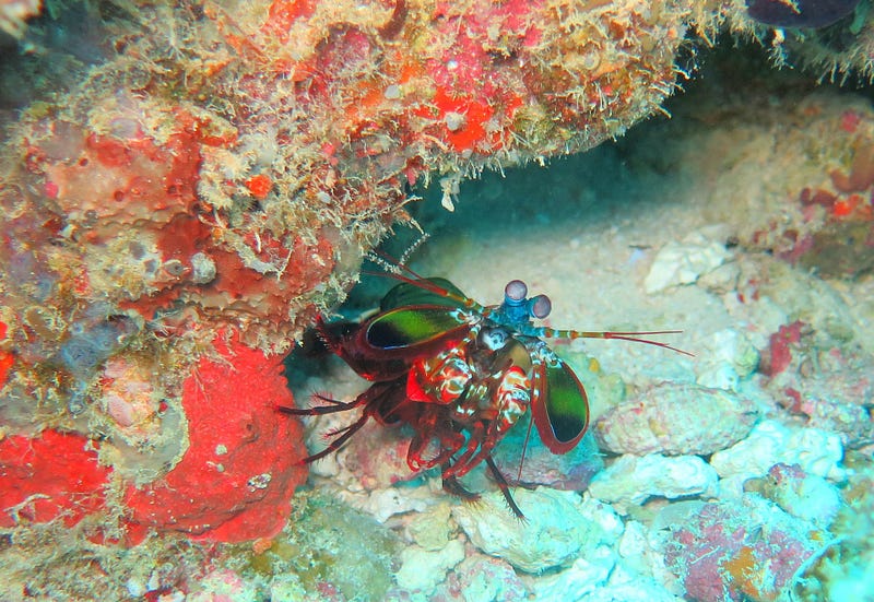 The vibrant world of the Mantis shrimp