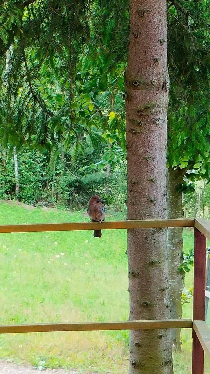 Eurasian jay at the wildlife rehabilitation center.