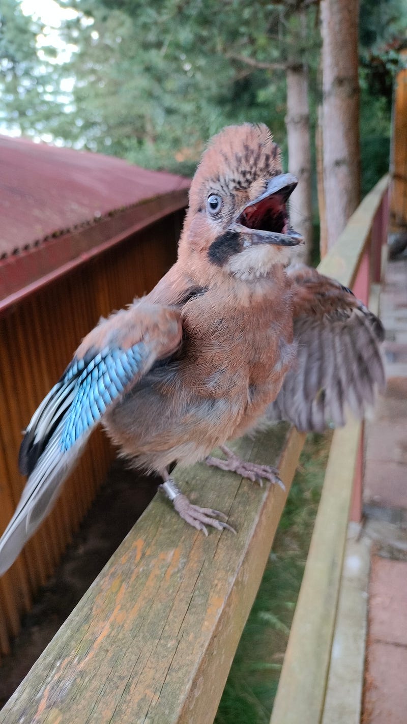 A fledgling Eurasian jay looking for food.