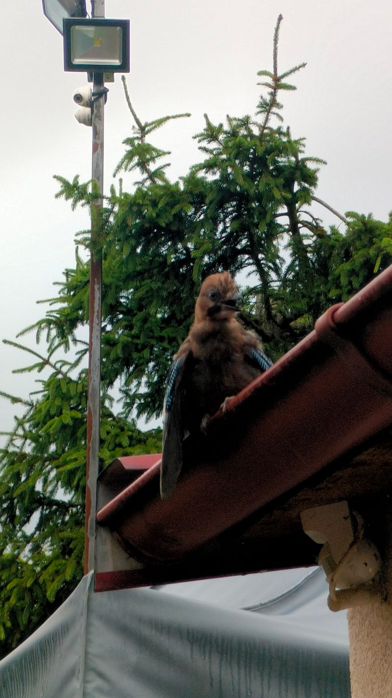 The young jay showing its displeasure at missing food.