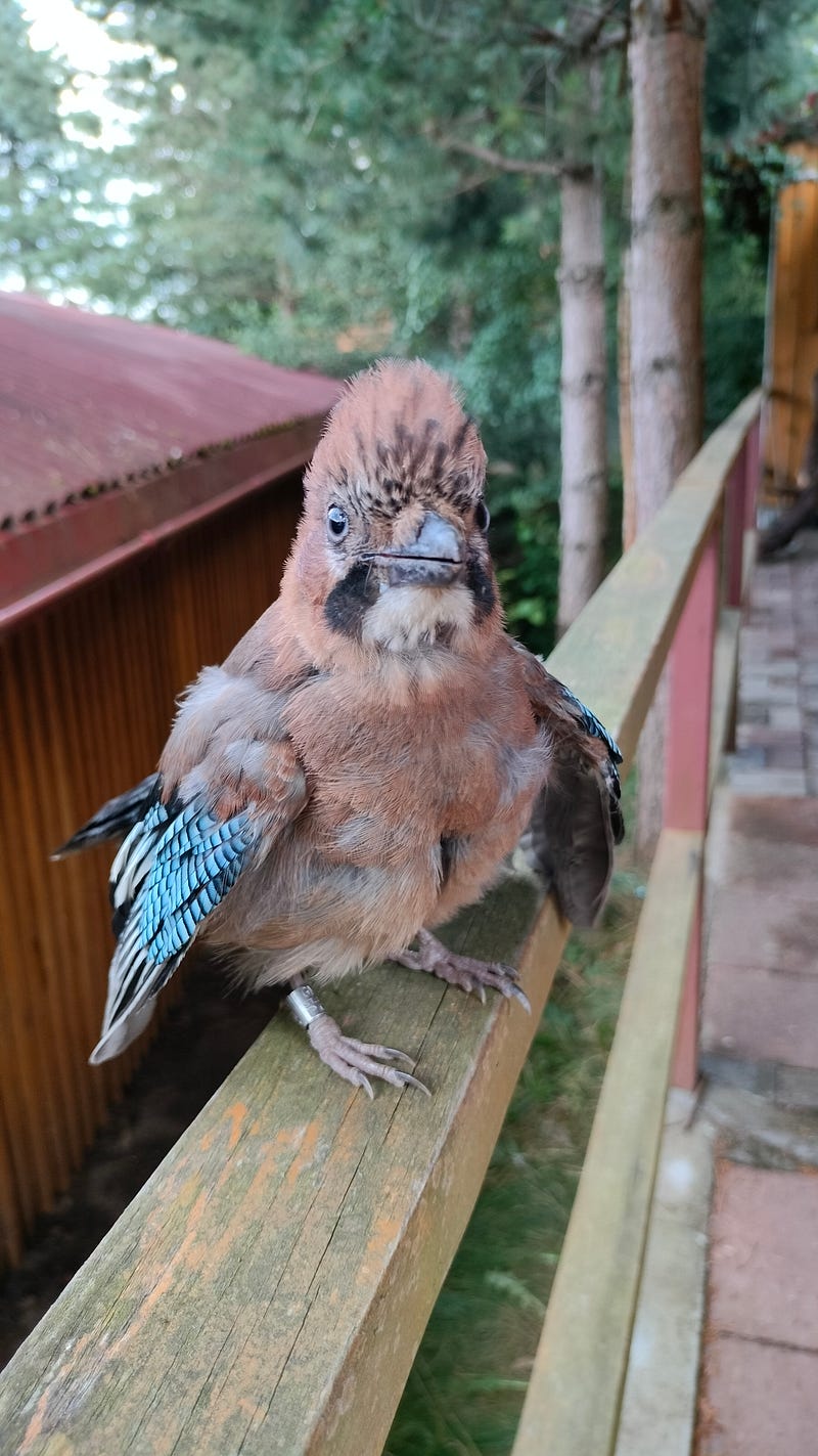 The Eurasian jay returning for its 3 PM meal.