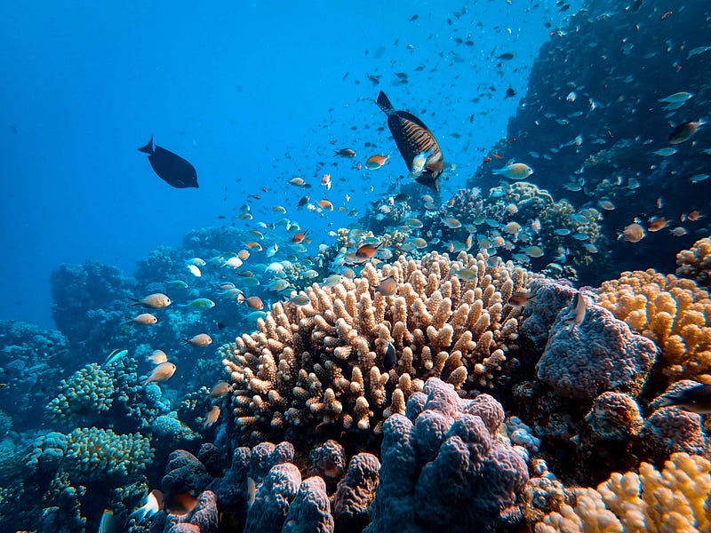 Coral and shellfish affected by ocean acidification