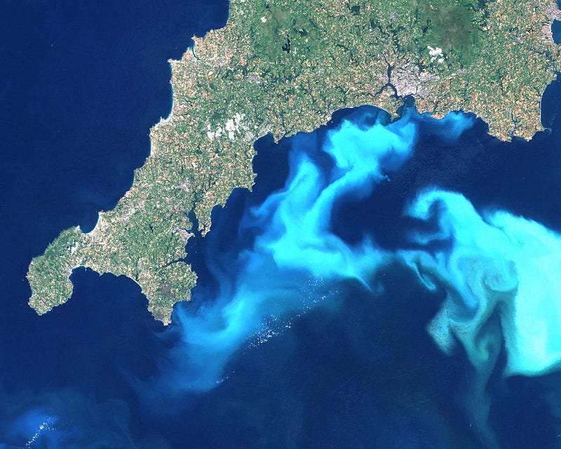 Algal bloom causing marine ecosystem issues