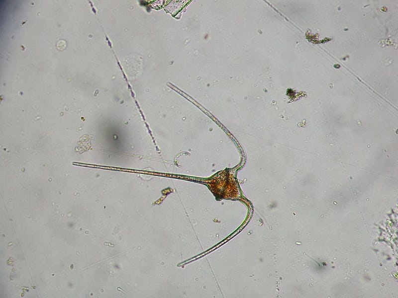 A dinoflagellate organism