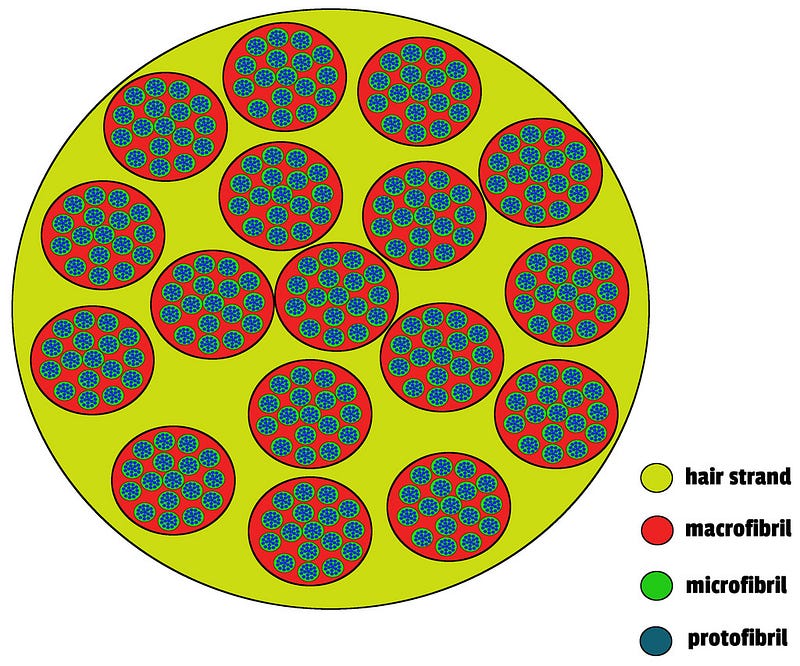 Cross-section of a hair strand revealing its structure