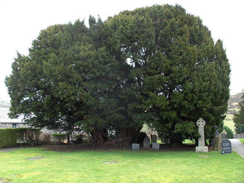 Monumental Olive Tree of Vouves, Crete