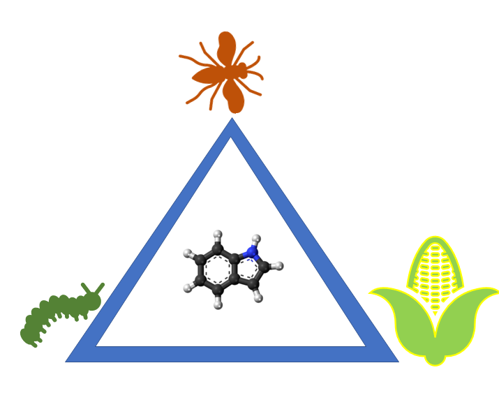 Indole interaction in a tritrophic system