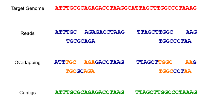 Visual representation of sequencing and assembly.