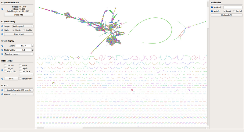 Visual representation of the assembly graph using Bandage.