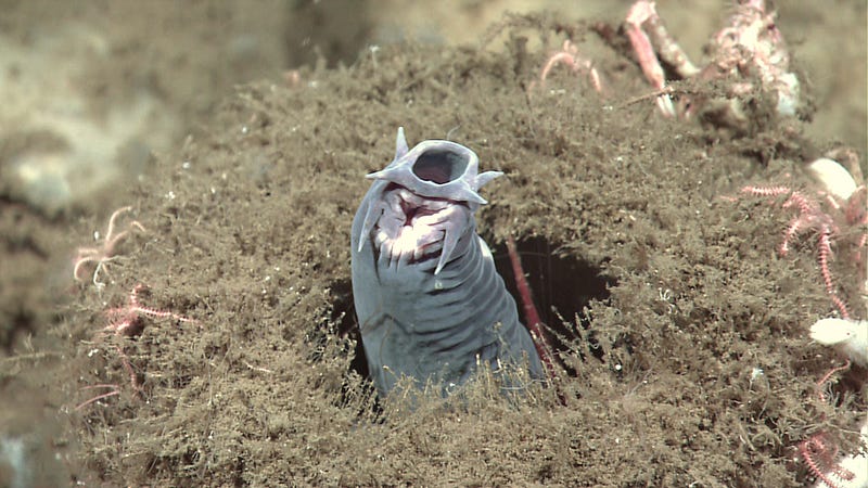 Close-up of a hagfish