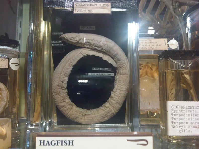 Hagfish swimming in the ocean