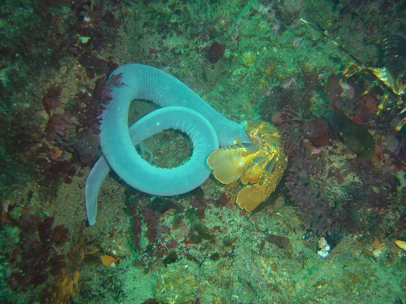 Visualization of hagfish slime properties