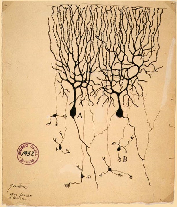 Illustration of Purkinje and granule cells in the pigeon brain