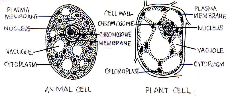 Comparative summary of plant and animal cell structures