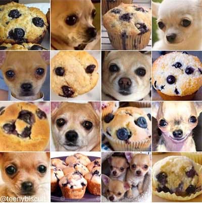 Comparison of a dog and muffin for AI recognition