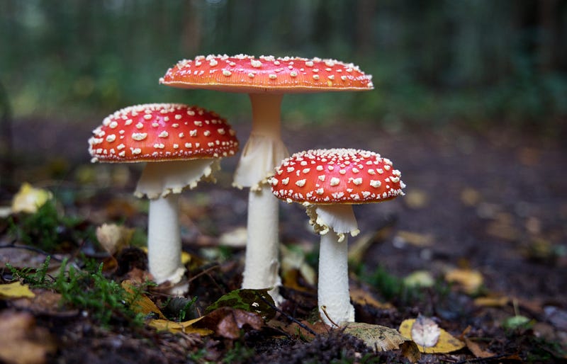 Mushrooms: The Hidden Kingdom of Intelligence