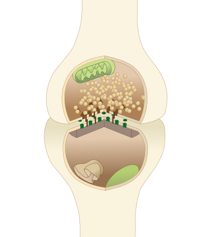 Neurons communicating through synapses