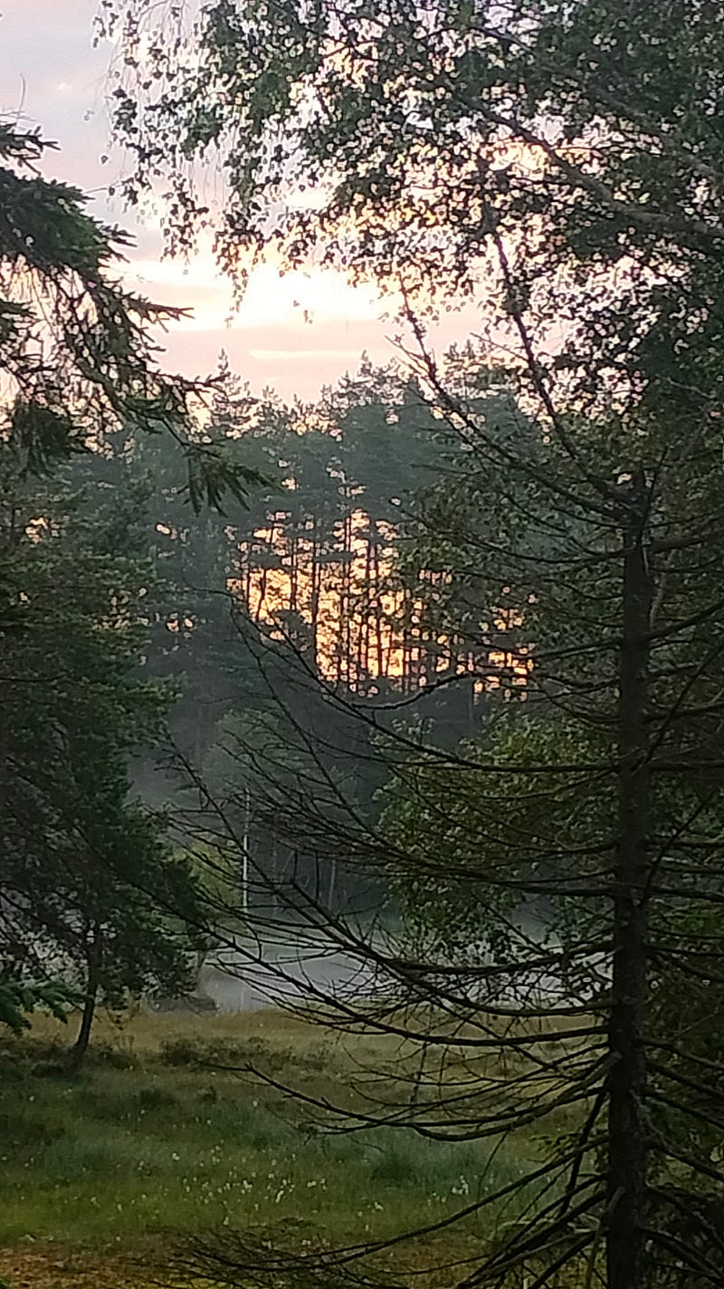 Mist rising from a pond at dawn