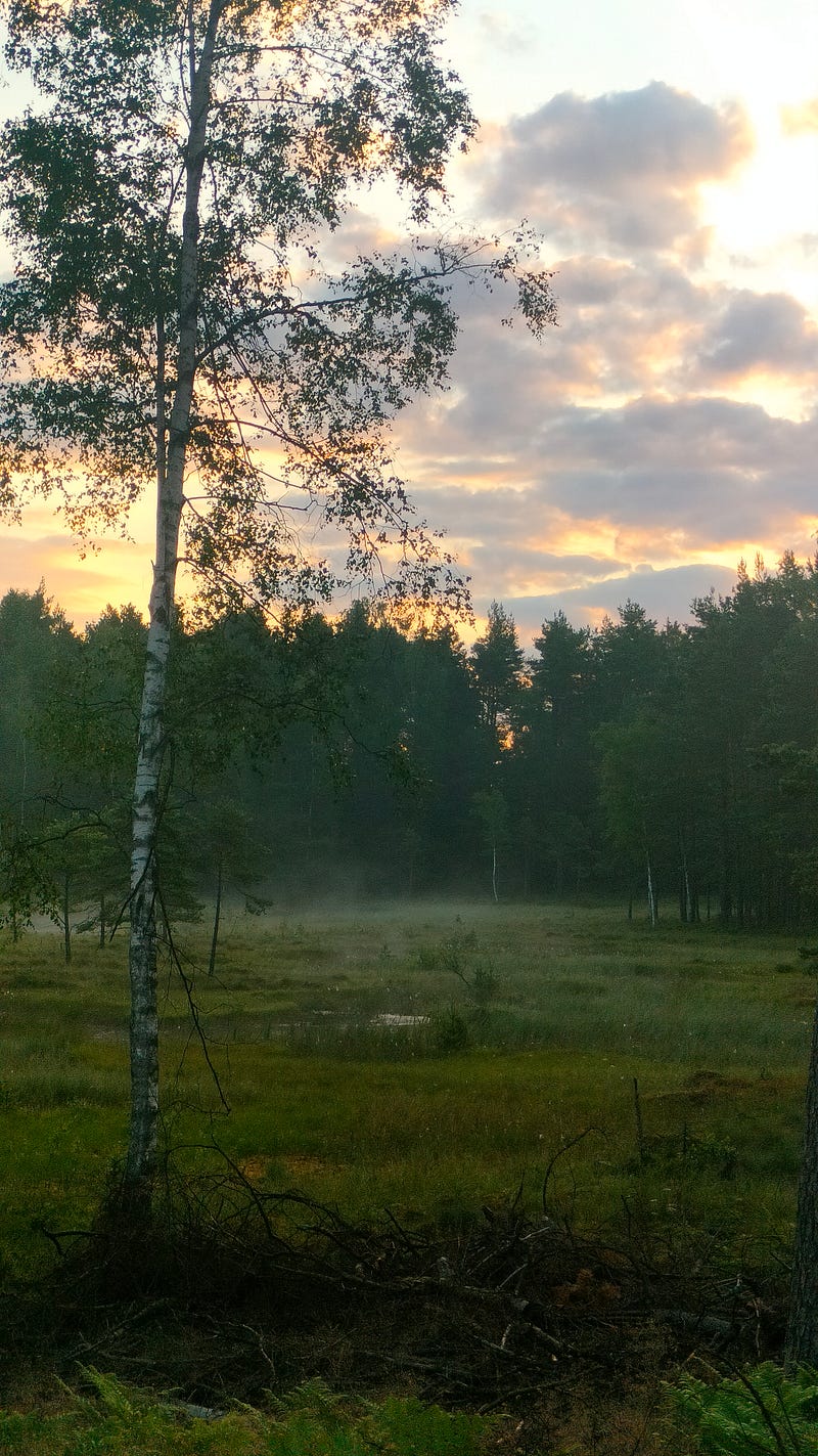 Misty ponds in the forest