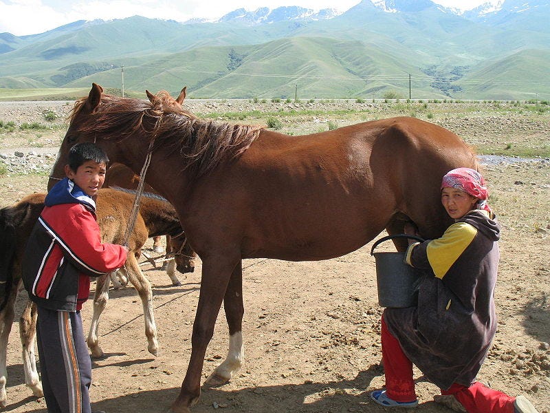 Milking mares in a traditional setting