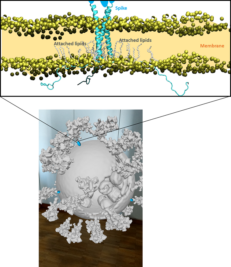 Augmented reality rendering of SARS-CoV-2 particle