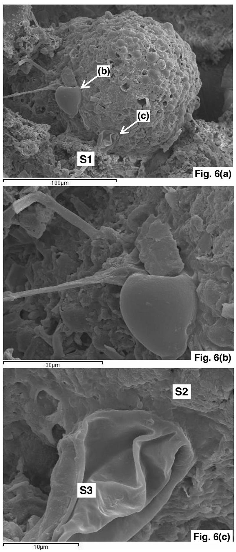 Fossil structures observed in Polonnaruwa meteorite fragments