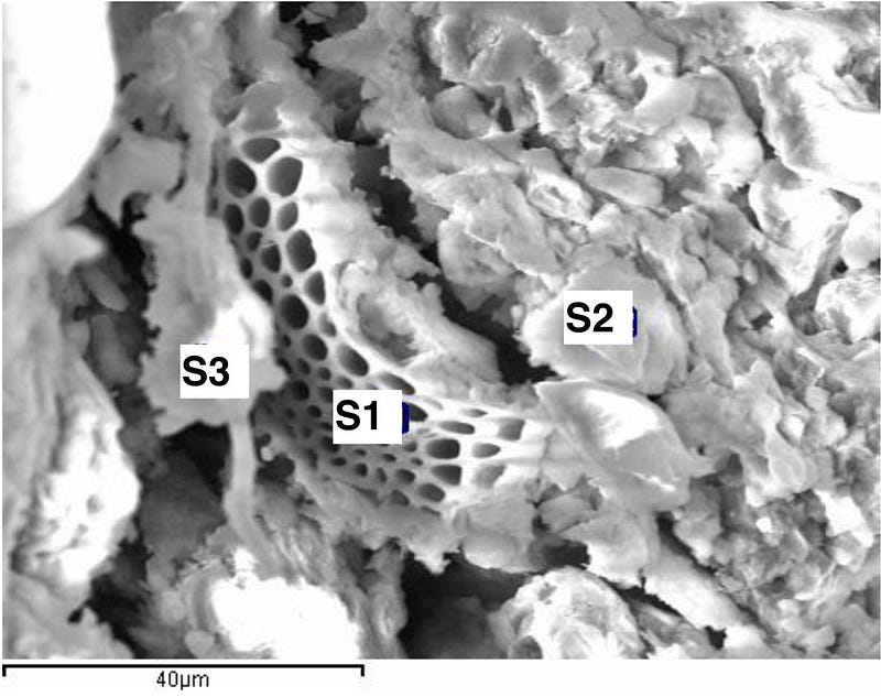 Cellular structure found in Polonnaruwa meteorite fragments