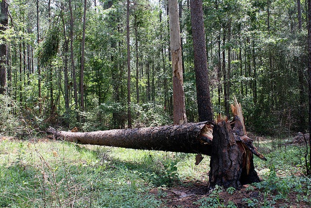 Tree falling in a forest