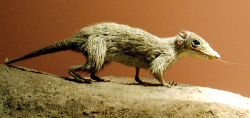 Illustration of Morganucodont, the ancient mammal ancestor