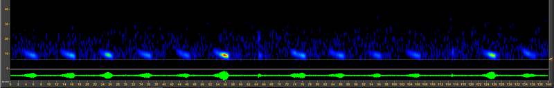 Spotted bat call example