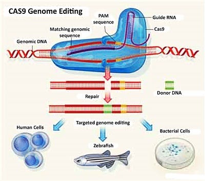 The Mechanism of CRISPR-Cas9 in Action