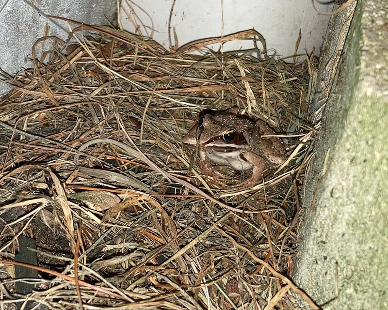 A wood frog camouflaged among dried grass.