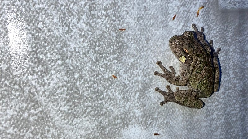 Common tree frogs blending into their environment.